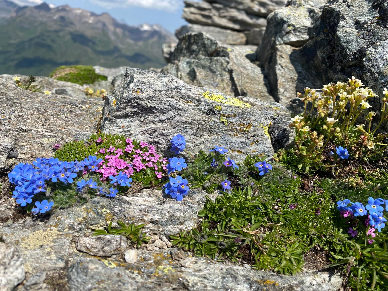 Weitere pinke und blaue Blumen am Wegrand eingebettet in Felsen. 