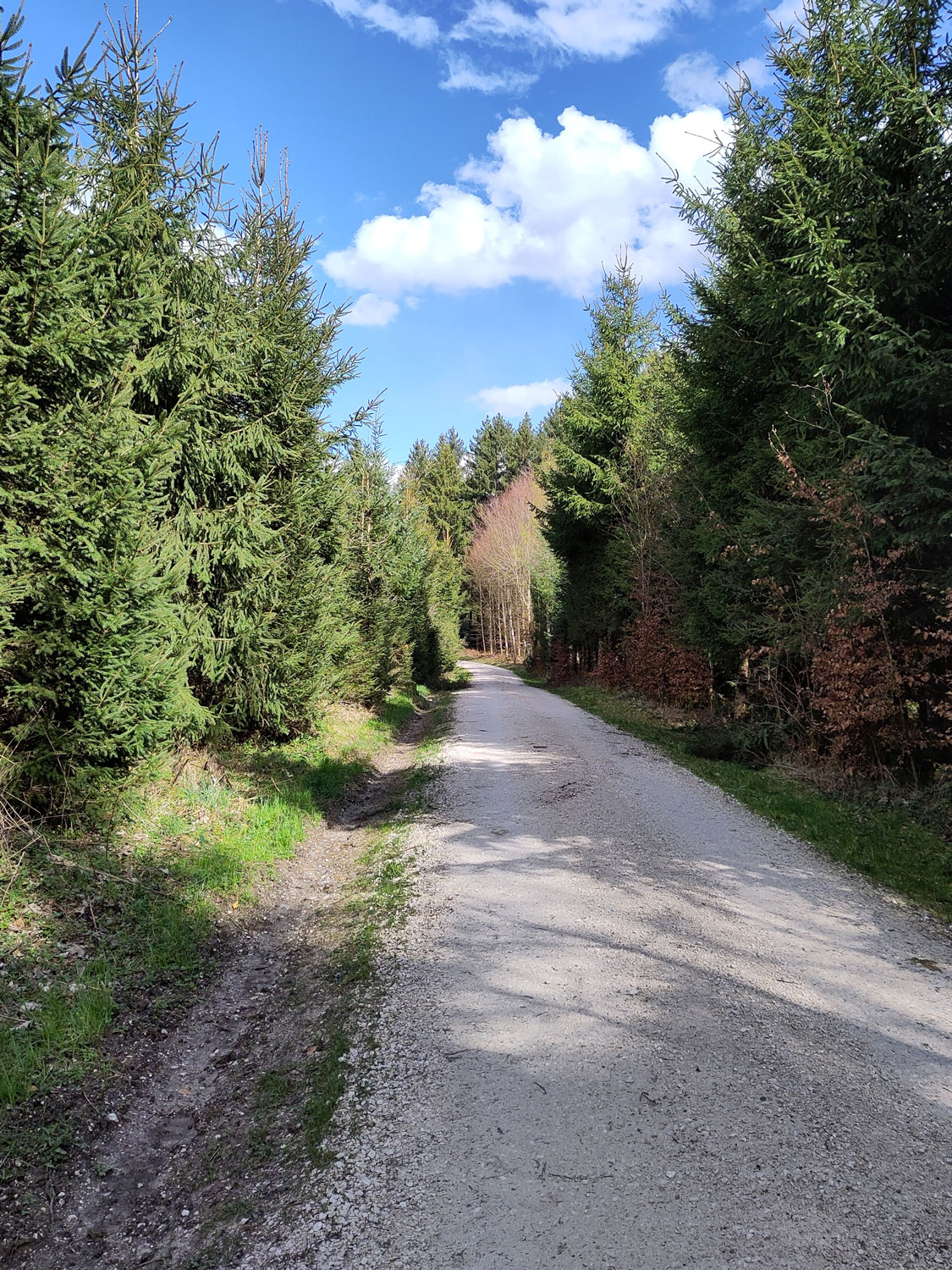 Ein breiter Weg im Wald.